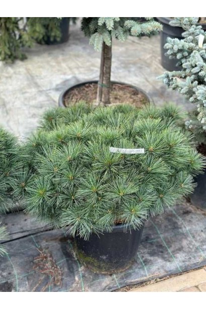 Сосна Веймутова Бергманс Міні опис